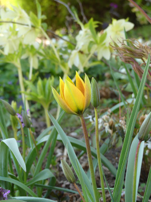 2021-04-28 Tulipa orphanidea 'Flava' 1.jpg