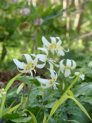 2021-04-28 Erythronium 'White Beauty' 2.jpg