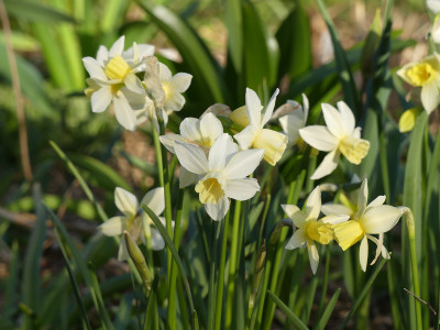 2021-04-26 Narcissus 'Sailboat' 1.jpg