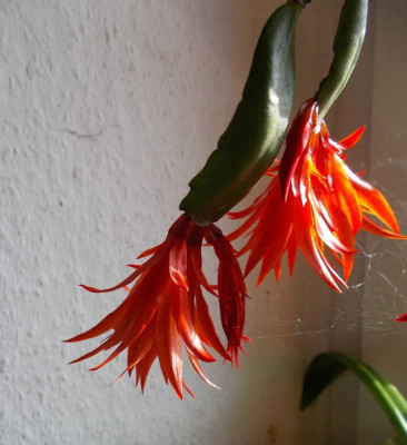 DSCN2808_Hatiora_rot.jpg