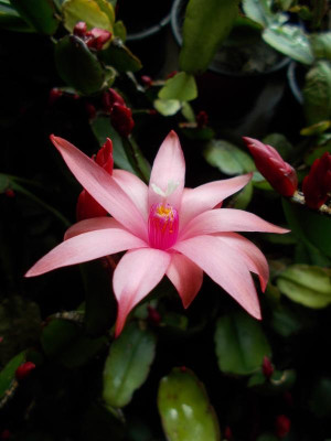 DSCN2762_Hatiora_rosa.jpg
