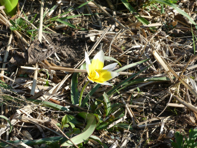 2021-04-28 Tulipa 1.jpg