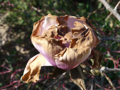 2021-04-28 Magnolia 'Atlas' 2.jpg