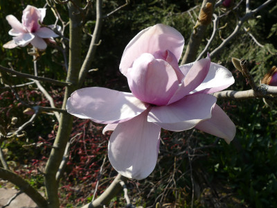 2021-04-28 Magnolia 'Atlas' 1.jpg