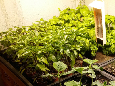 Paprika210428.jpg