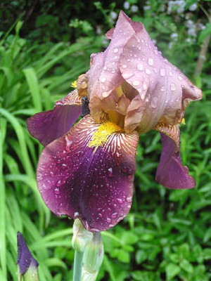 purpur_iris.jpg
