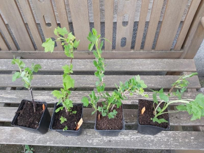 Beeren 2021-04-29.jpg