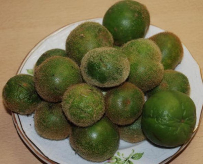 abgefallene_fruchte.jpg