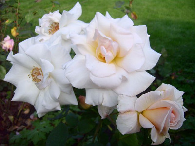 ophelia06-1.jpg