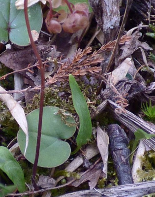 Sämling Trillium oder.jpg