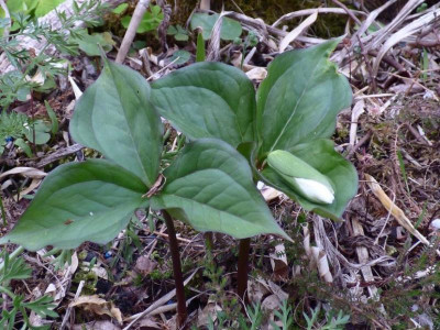 Trillium grandiflorum Knorbs2021.jpg