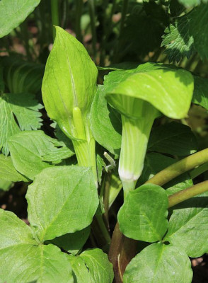 Arisaema-amurense.jpg