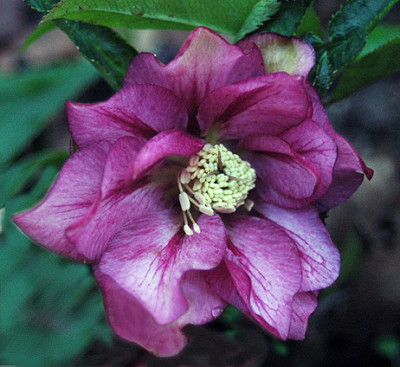 dez076708.jpg