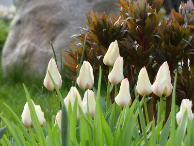 2021-04-30 Tulipa 'Für Elise'.jpg
