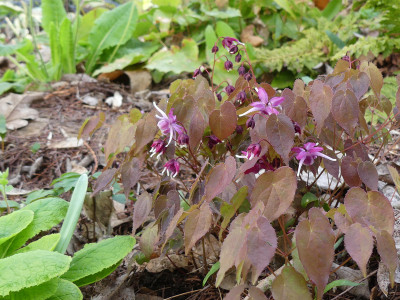 2021-04-30 Epimedium 'Purple Pixie'.jpg