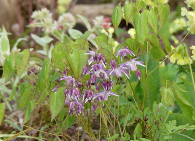 2021-04-30 Epimedium 'Lilac Seedling'.jpg