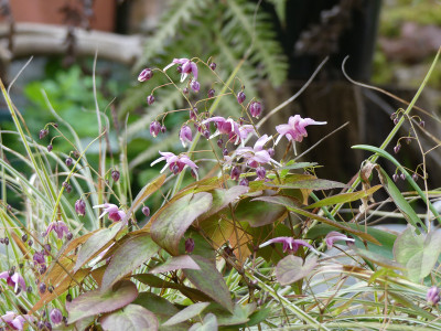 2021-04-30 Epimedium 'Pretty in Pink'.jpg