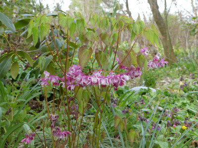 2021-04-30 Epimedium 'Bicolor Giant' 1.jpg