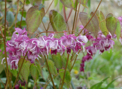 2021-04-30 Epimedium 'Bicolor Giant' 2.jpg