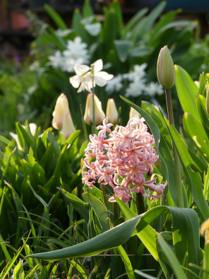 2021-04-30 Gartenimpressionen 1.jpg