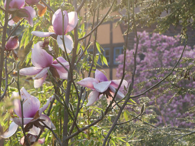 2021-04-30 Gartenimpressionen 2.jpg
