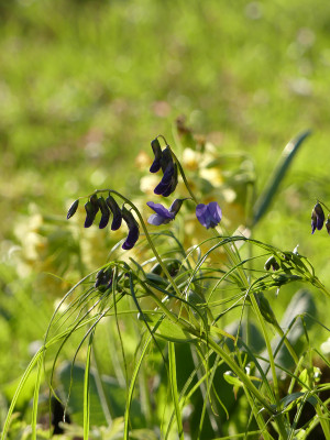 2021-04-26 Gartenimpressionen 1.jpg