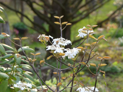 2021-04-30 Viburnum furcatum 'Pink Parasol'.jpg