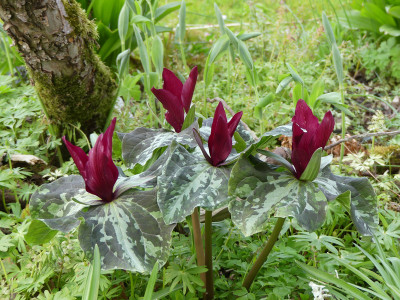 2021-04-30 Trillium chloropetalum 1.jpg
