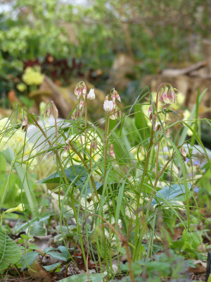 2021-04-30 Lathyrus vernus 1.jpg