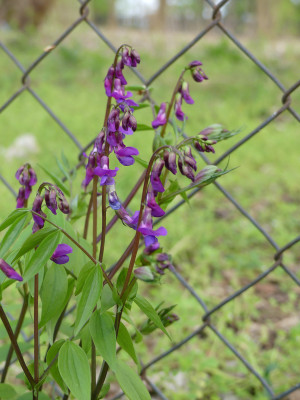 2021-04-30 Lathyrus vernus 2.jpg