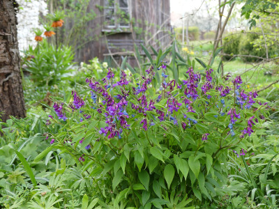 2021-04-30 Lathyrus vernus 3.jpg