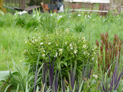 2021-04-30 Lathyrus vernus 'Albiflorus 1.jpg