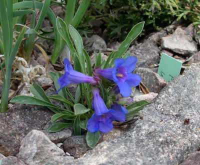 Penstemon uintahensis 26.04.21.JPG