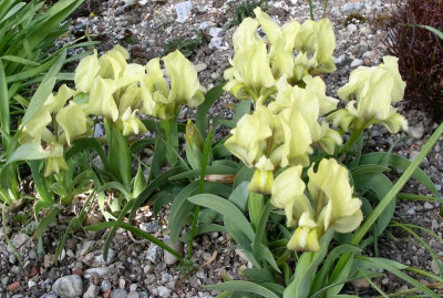 Iris suaveolens 28.04.21.JPG