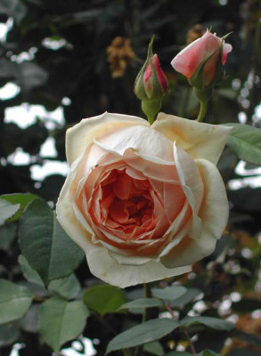ComtessedeNogherea_1_640.jpg