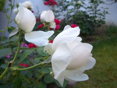 k-CIMG0932_Lady.JPG