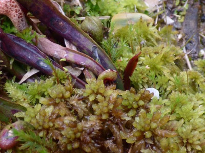Darlingtonia Mike erster Austrieb 2021.jpg