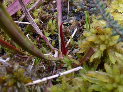 S.leucophylla winterhart2021.jpg