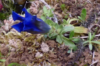 Gentiana acaulis Jörg.jpg