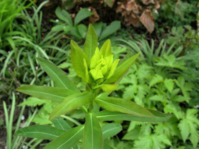 Euphorbia palustris Walenburgs Glorie.JPG