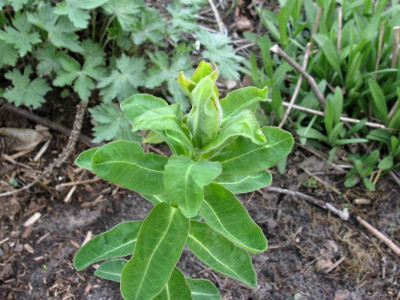 Euphorbia austriaca.JPG