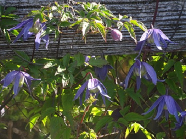 Cl. alpina_1.jpg