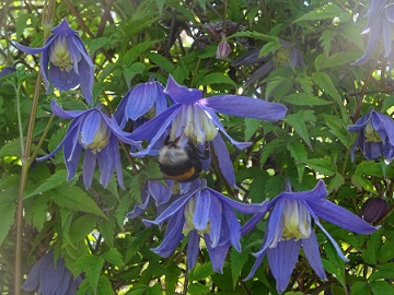 Cl. alpina_2.jpg