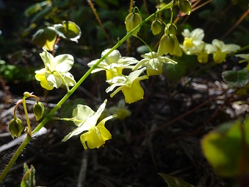Epimedium Sulphureum_1.jpg