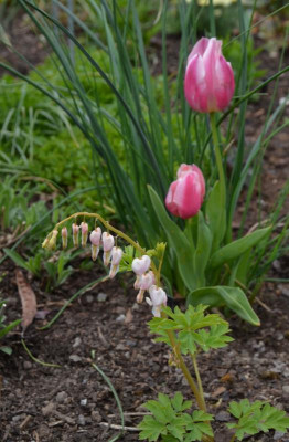 Dicentra_spectabilis-Cupid.21-1.jpg