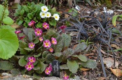 Primula-DarnkRosaleen.21-1.jpg