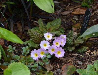 Primula-VeraMaud.21.1.jpg