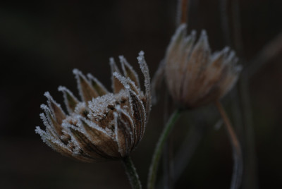Astrantia-gefrostet-Dez-06.jpg