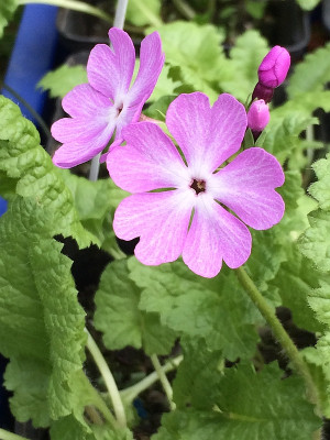 2021-05-01 Primula sieboldii.jpg