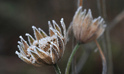 Astrantia-gefrostet-2-Dez-0.jpg